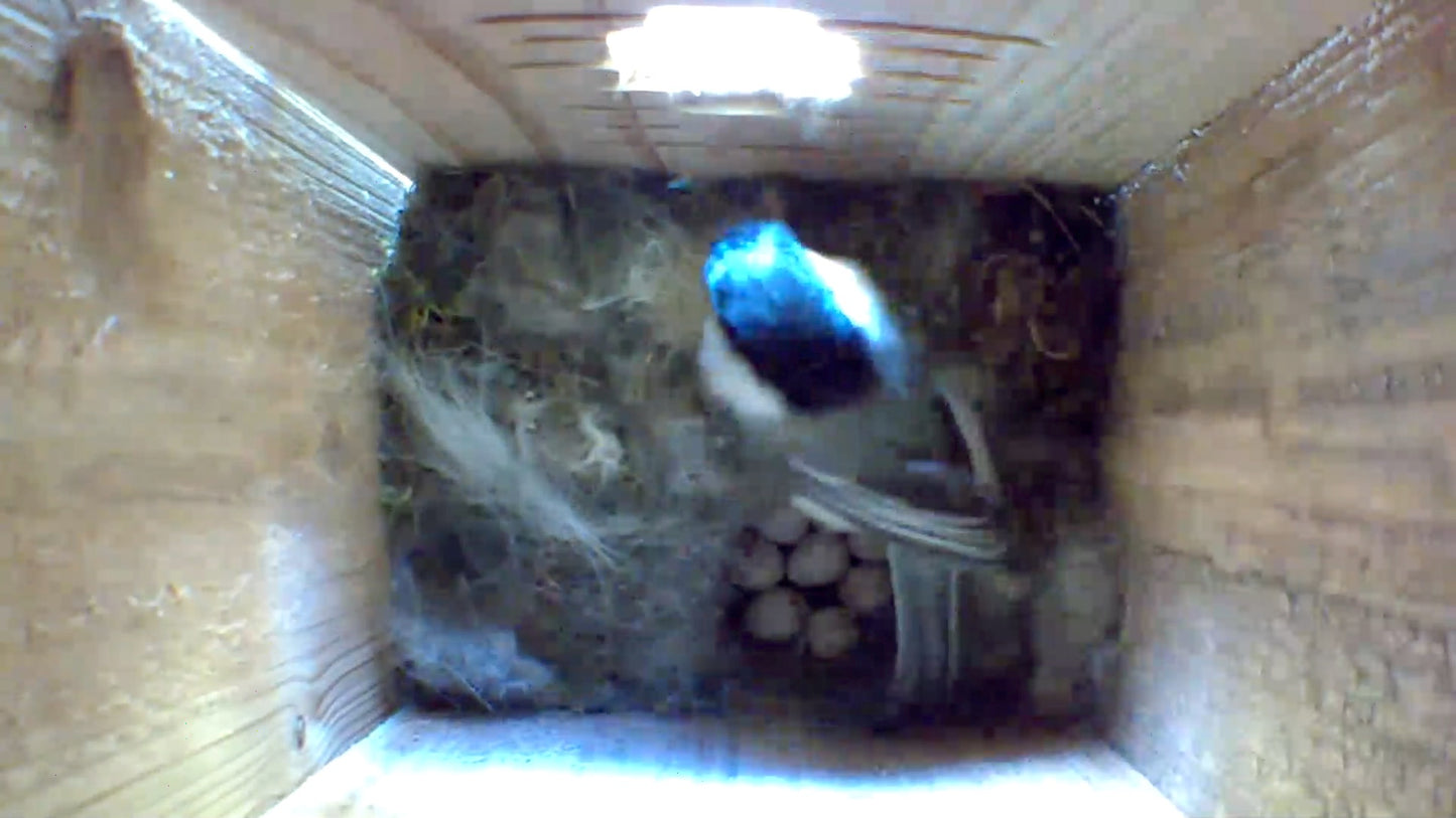 Tree Spirit Baby Bird Box With Wood Roof