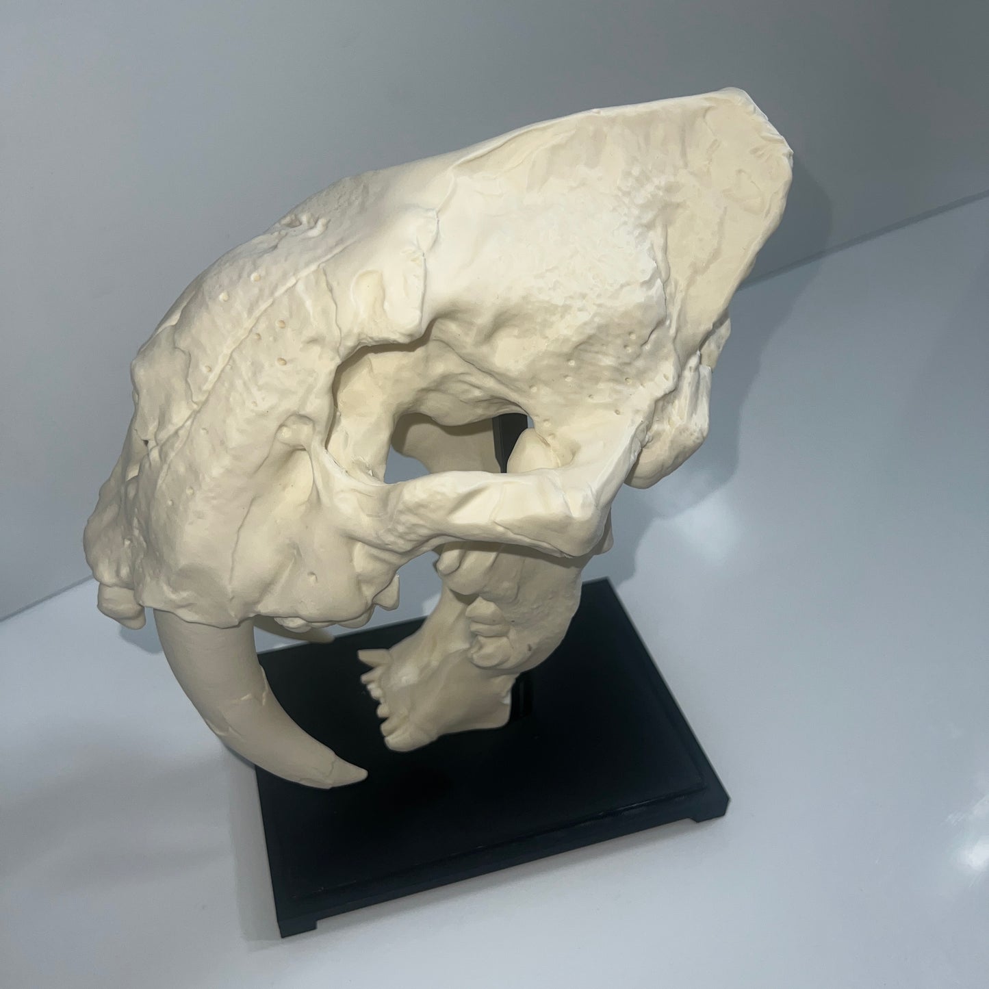Sabertooth Cat (Smilodon) - 3D Printed