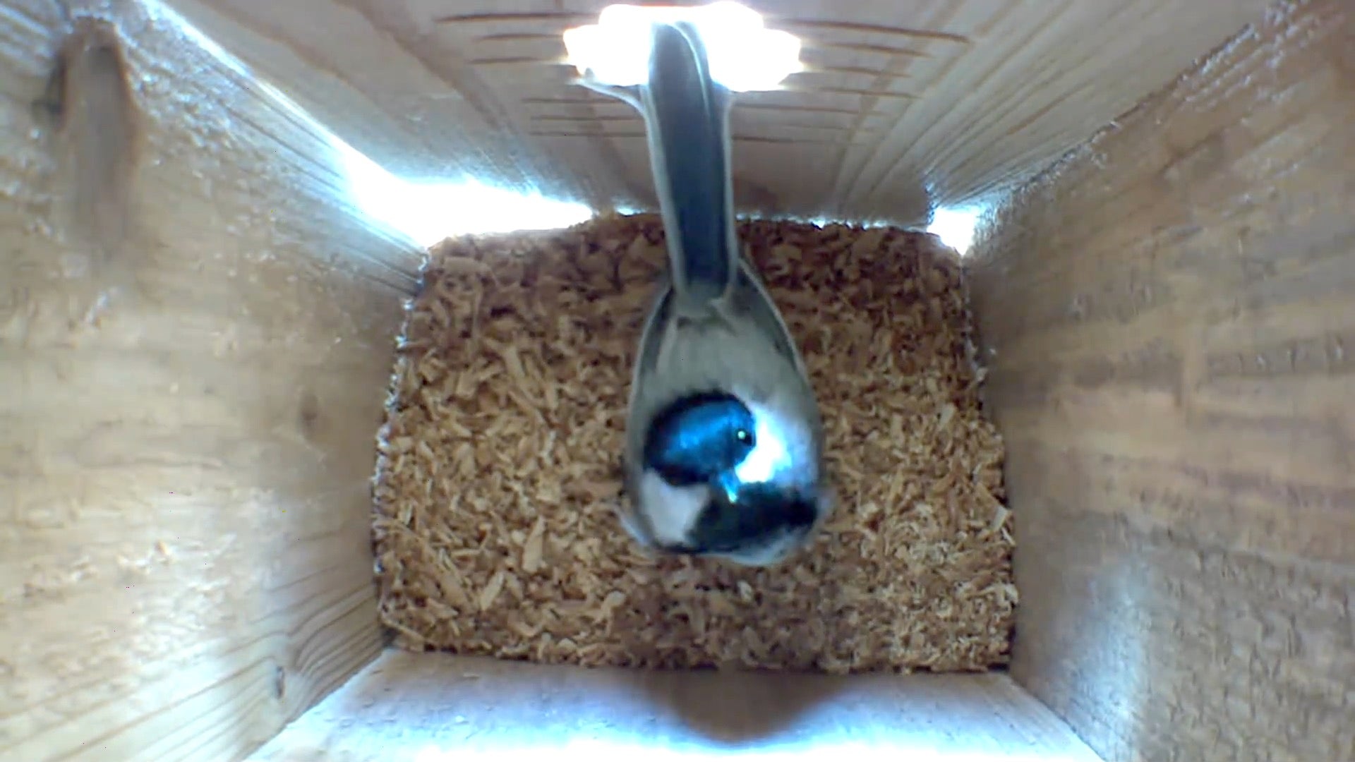 infrared bird box